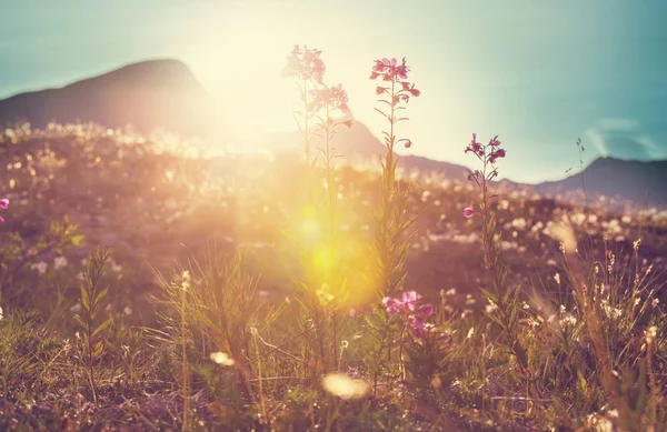 Sonnentag Auf Der Blumenwiese Schöner Natürlicher Hintergrund — Stockfoto