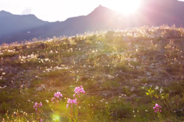 Napsütéses Nap Virágmezőn Gyönyörű Természeti Háttér — Stock Fotó