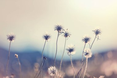 Blowball bahar güneşli çayırda. Gün batımı bulanıklık arka plan.