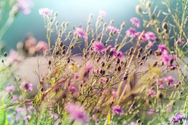 Dağ çayır Alaska, yaz sezonu