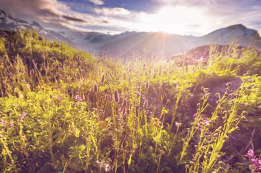 Güneşli bir gün dağ çayır. Doğal yaz manzara. Alaska Dağları.