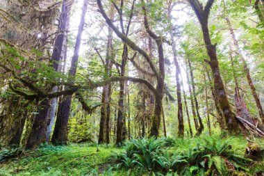 Olimpik Milli Parkı, Washington, ABD'deki muhteşem yağmur ormanları. Moss kalın tabaka ile kaplı ağaçlar.