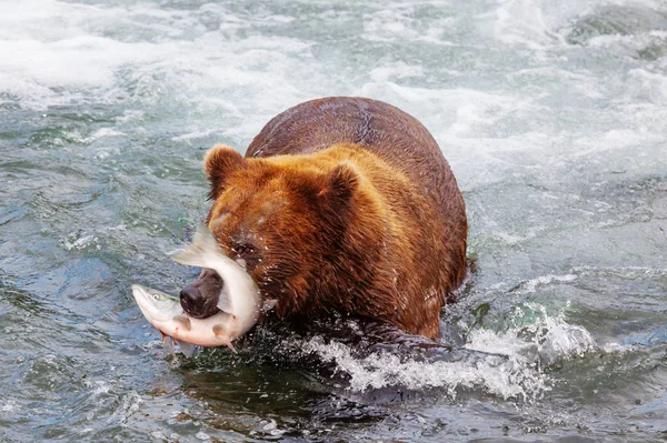 Niedźwiedź Grizzly Polujący Łososia Brooks Falls Brązowe Niedźwiedzie Grizzly Łowiące — Zdjęcie stockowe