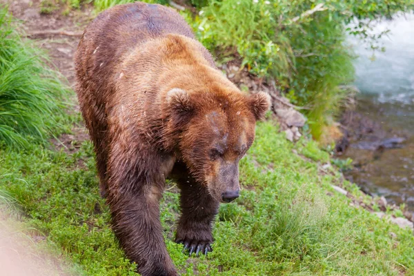브룩스 사냥을 회색곰이 떨어진다 알래스카 카타리 공원에서 낚시를 해안의 브라운 — 스톡 사진