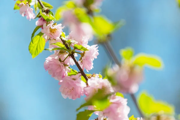 Almendro Flores Rosadas Hermoso Fondo Conceptual Primavera —  Fotos de Stock