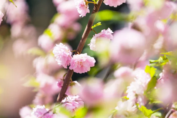 杏树粉红色的花 美丽的春天概念背景 — 图库照片