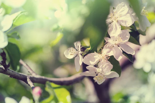 Kvetoucí Strom Jarní Zahradě Krásné Jaro Přírodní Pozadí — Stock fotografie