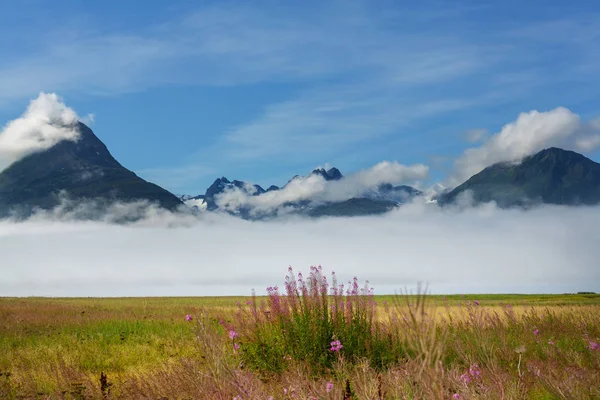 Alaska Doğa Doğal Görünümü Çayır — Stok fotoğraf