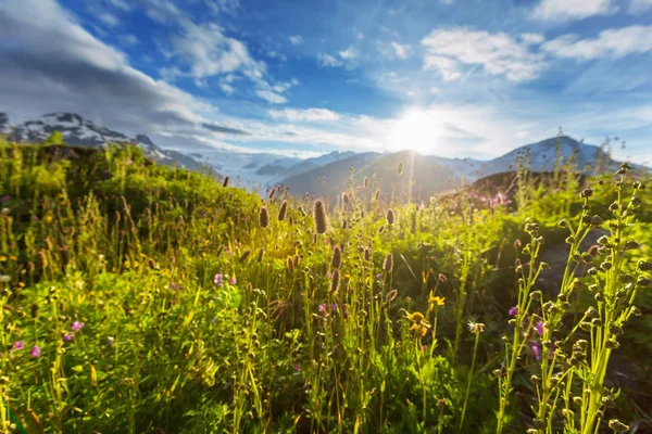 阳光明媚的白天是山草甸 自然的夏季景观 阿拉斯加的山脉 — 图库照片