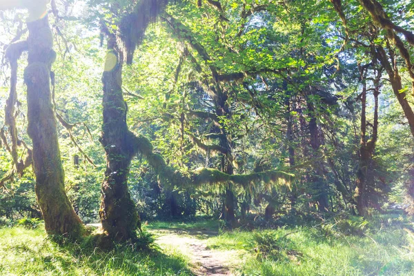 Utmärkt Regnskog Olympic National Park Washington Usa Träd Täckt Med — Stockfoto