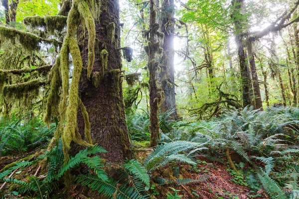 Fantastyczny Las Deszczowy Olympic National Park Washington Usa Drzewa Pokryte — Zdjęcie stockowe