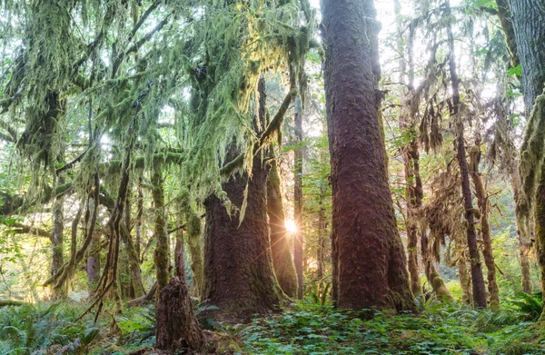 すばらしい雨林オリンピック国立公園 ワシントン州 モスの厚い層に覆われた木 — ストック写真