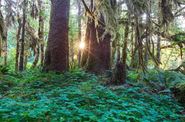 Fabulosa Floresta Tropical Parque Nacional Olímpico Washington Eua Árvores Cobertas — Fotografia de Stock