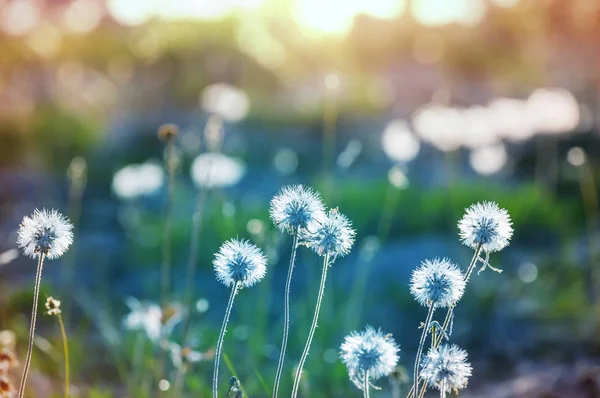 Sonnentag Auf Der Blumenwiese Schöner Natürlicher Hintergrund — Stockfoto