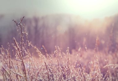 Güneşli sonbahar çayır doğa doğal görünümü 