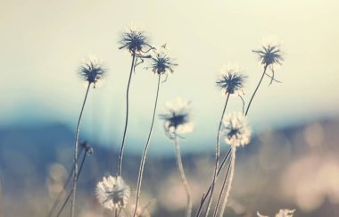 Blowball bahar güneşli çayırda. Gün batımı bulanıklık arka plan.