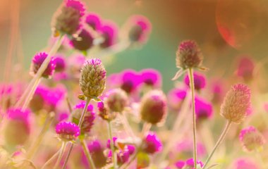 Güzel çiçeklerin yakın çekimi. Çiçek arkaplanı için uygun.