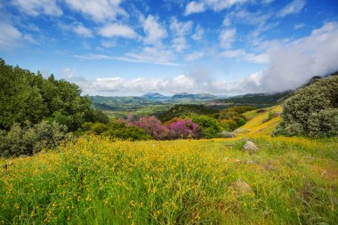 dağlarda yaz çayır