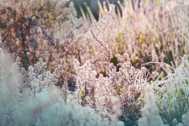 Sabah çayırında ıslak çimenler