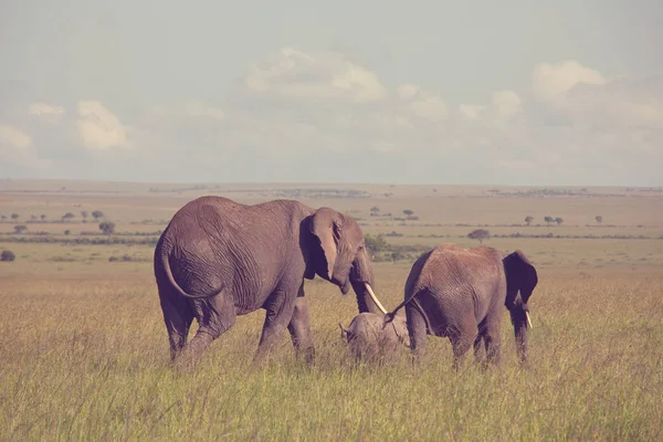 Elefante Africano Loxodonta Africana Vaca Con Ternera Joven Arbusto Silvestre — Foto de Stock