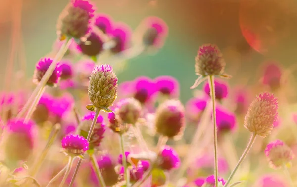Detailní Záběr Krásné Květiny Vhodné Pro Květinové Pozadí — Stock fotografie
