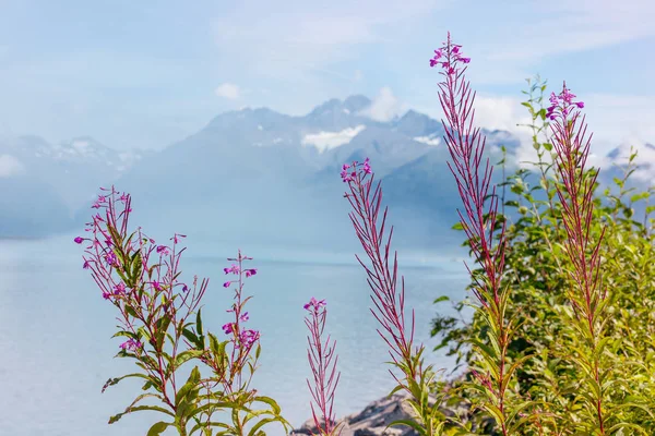 Meadow Alaska Nature Scenic View — Stock Photo, Image