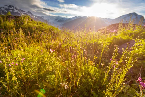 阳光明媚的白天是山草甸 自然的夏季景观 阿拉斯加的山脉 — 图库照片