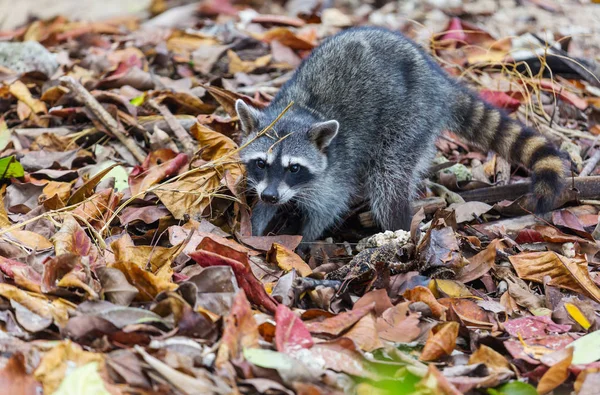 North American Raccoon Close — Stock Photo, Image