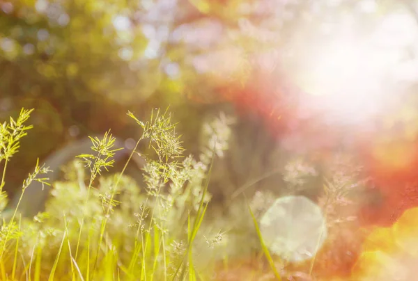 阳光灿烂的日子在花草甸上 美丽的自然背景 — 图库照片