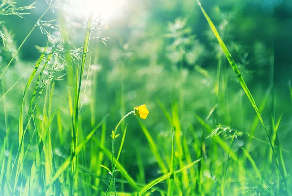 Słoneczny Dzień Łące Kwiatów Piękne Naturalne Tło — Zdjęcie stockowe