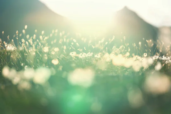 Zonnige Dag Bloemenweide Mooie Natuurlijke Achtergrond — Stockfoto