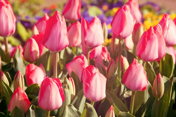 Skupina Barevných Tulipánů Jarní Zahradě Jasné Barevné Tulipán Foto Pozadí — Stock fotografie