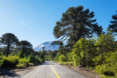 And Dağları, Şili 'deki sıra dışı Araucaria (Araucaria araucana) ağaçları