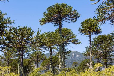 And Dağları, Şili 'deki sıra dışı Araucaria (Araucaria araucana) ağaçları