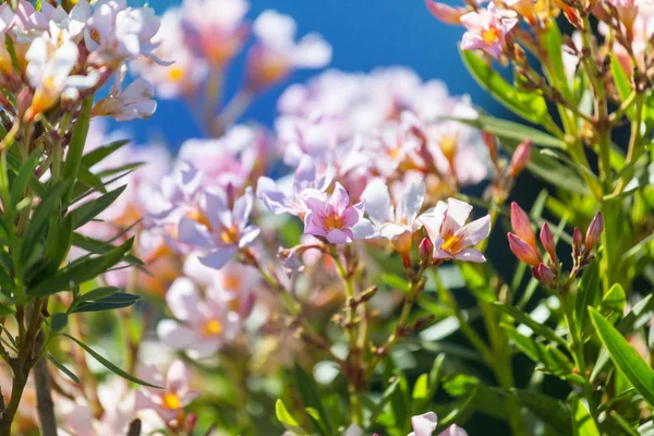 Albero Fiorito Nel Giardino Primaverile Bella Primavera Sfondo Naturale — Foto Stock