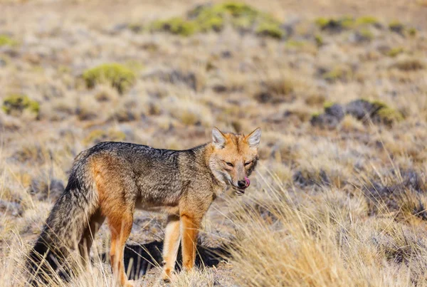 Raposa Cinzenta Sul Americana Lycalopex Griseus Raposa Patagônia Nas Montanhas — Fotografia de Stock