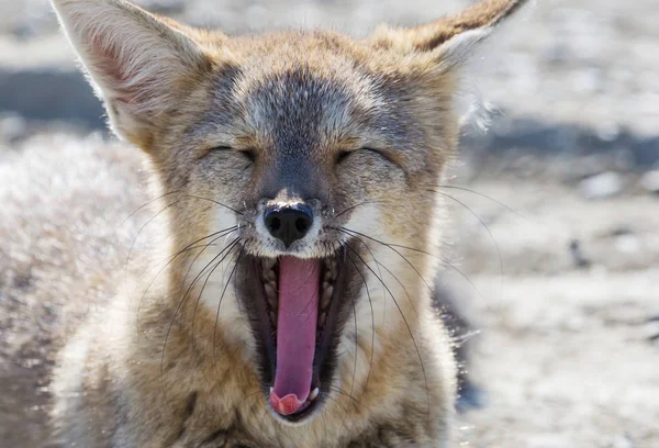 South American Grey Fox Lycalopex Griseus Patagonian Fox Patagonia Mountains — стокове фото