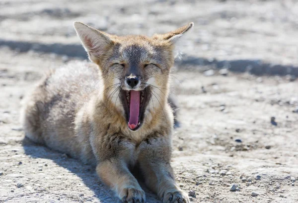 South American Grey Fox Lycalopex Griseus Patagonian Fox Patagonia Mountains — стокове фото