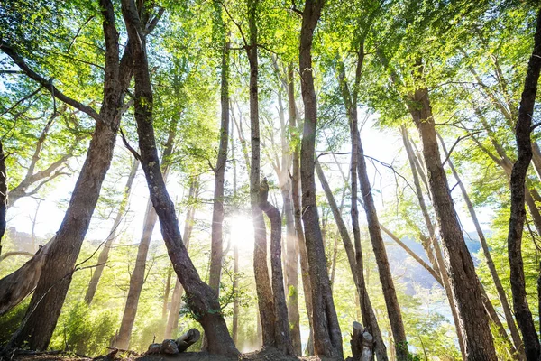 Regnskog Med Tät Vegetation — Stockfoto