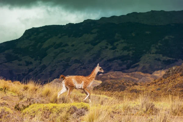 Guanako Lama Guanicoe Patagonii — Stock fotografie