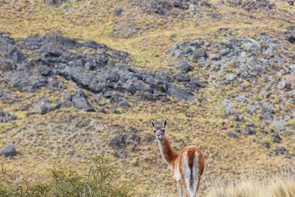 Guanaco Lama Guanicoe Patagônia — Fotografia de Stock