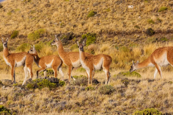 Guanaco Lama Guanicoe Patagonien — Stockfoto