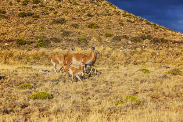 Guanaco Lama Guanicoe Patagônia — Fotografia de Stock