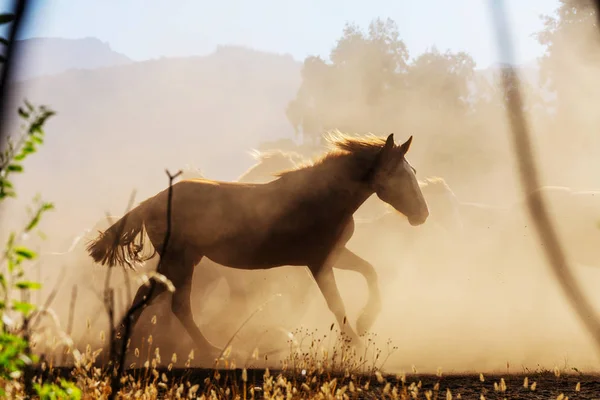Häst Besättning Körs Betesmark Chile Sydamerika — Stockfoto