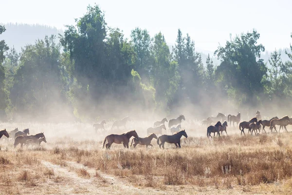 Allevamento Cavalli Pascolo Cile Sud America — Foto Stock