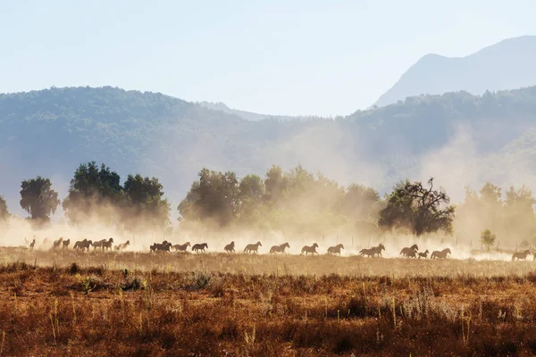 Horse Herd Run Pasture Chile South America — Stock Photo, Image