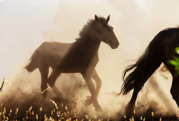 Stádo Koní Jezdí Pastvinách Chile Jižní Americe — Stock fotografie