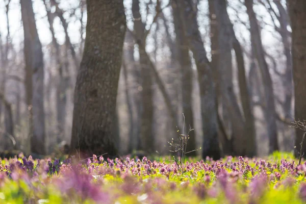 Piękne Leśne Krajobrazy Wiosenne Kwiaty Lesie — Zdjęcie stockowe