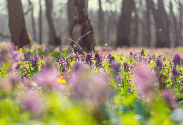 Prachtige Boslandschappen Voorjaarsbloemen Het Bos — Stockfoto