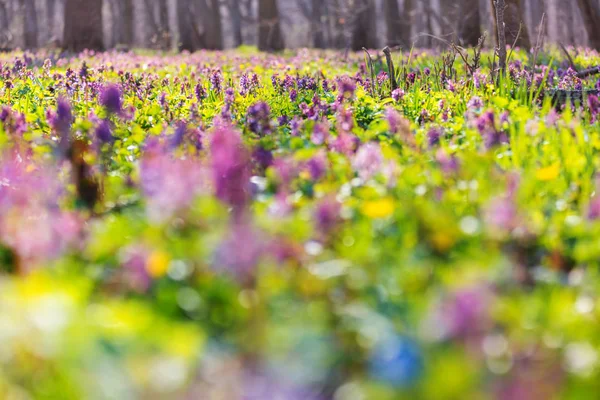 Hermosos Paisajes Forestales Flores Primavera Bosque — Foto de Stock